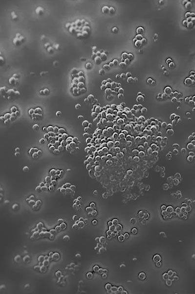 laroche-posay-landingpage-microbiome-science-bacterias1