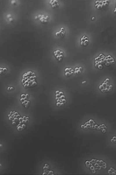 laroche-posay-landingpage-microbiome-science-bacterias2