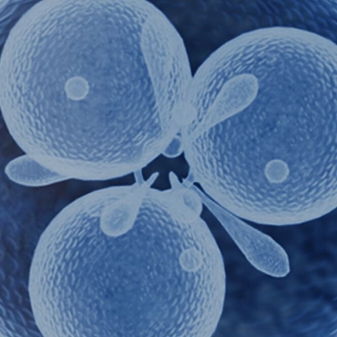 lrp-ProductPage-ingredient-tribioma_new