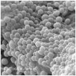 v_microbiome_01